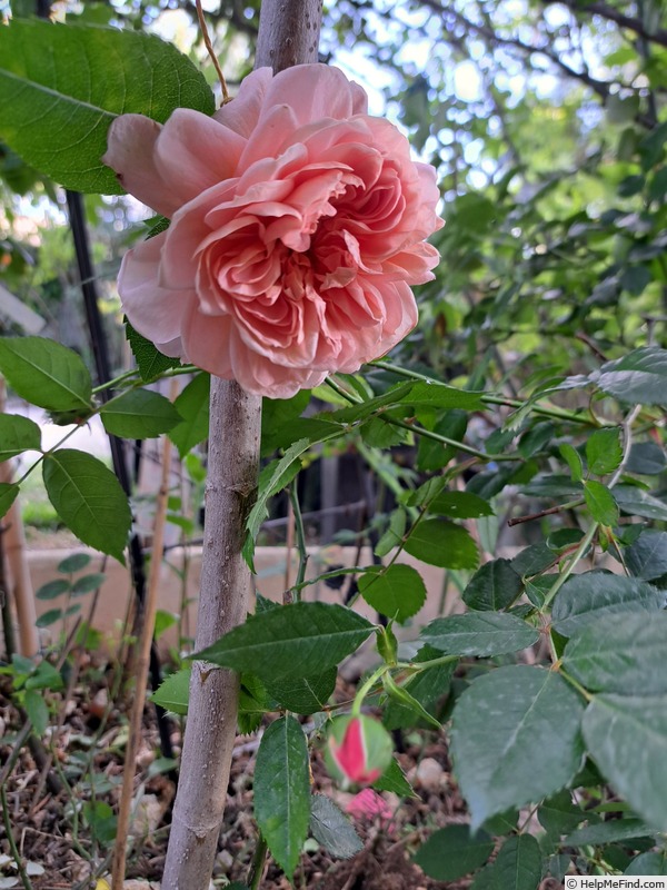 'Colette (climber, Meilland 1994)' rose photo