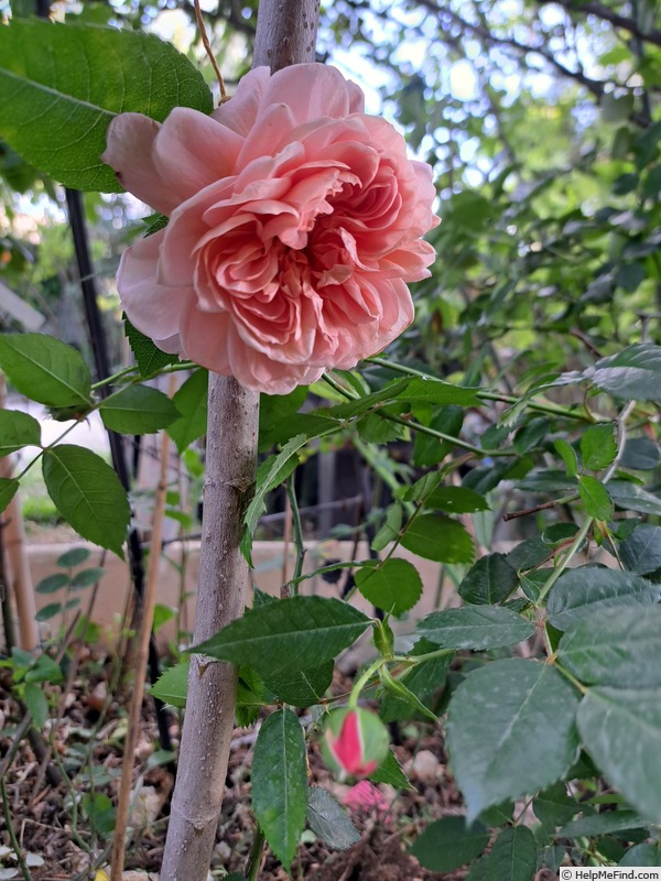 'Colette (climber, Meilland, 1994)' rose photo