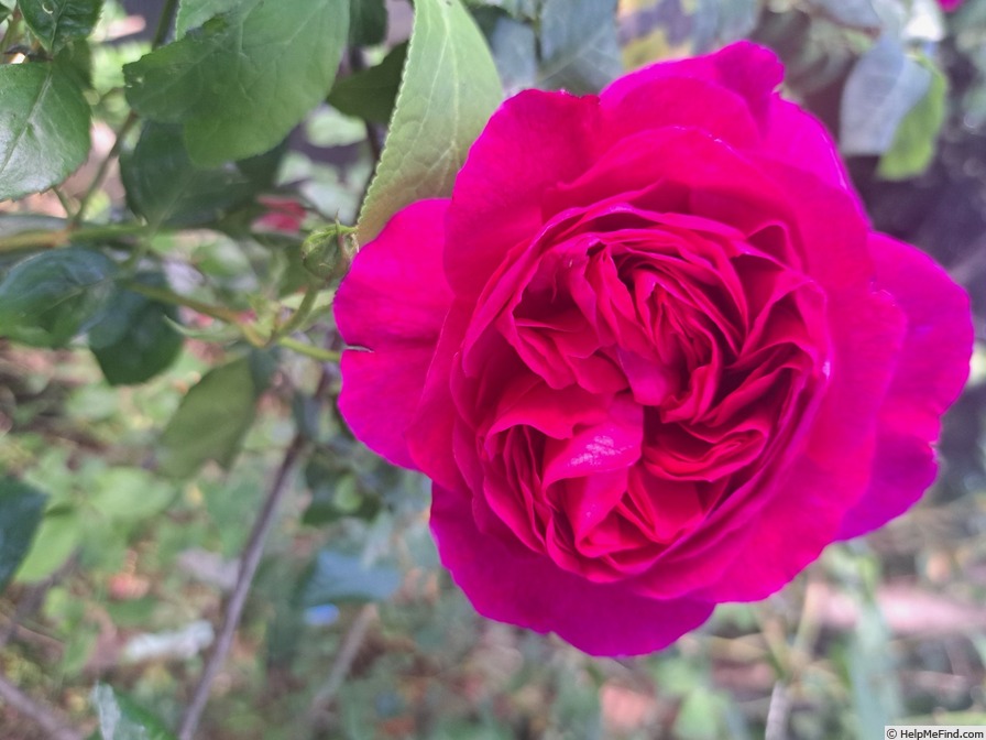 'Young Lycidas' rose photo