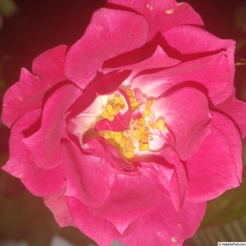 'New Orleans (miniature, King, 1987)' rose photo