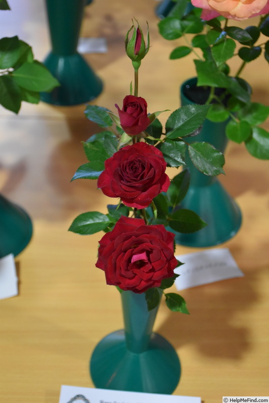 'Red Gem' rose photo