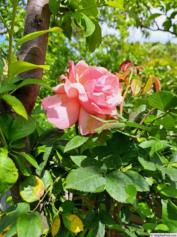 'Florence Arthaud' rose photo