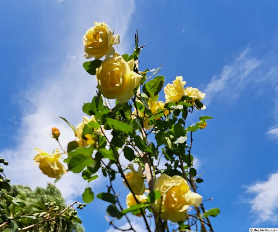 'Isabelle Joerger' rose photo