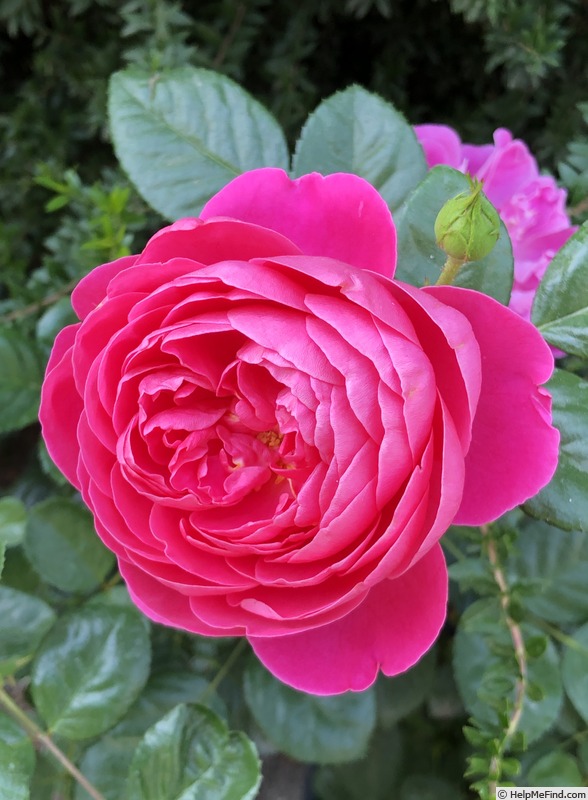 'PowerPuff Pink' rose photo