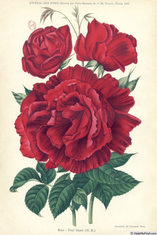 'Paul Denis' rose photo
