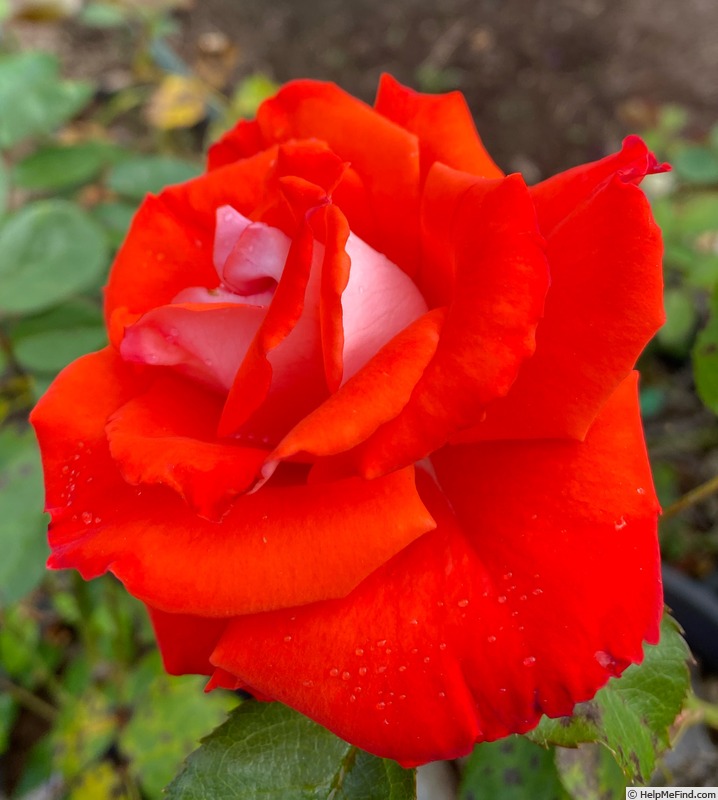 'Rocky ™' rose photo