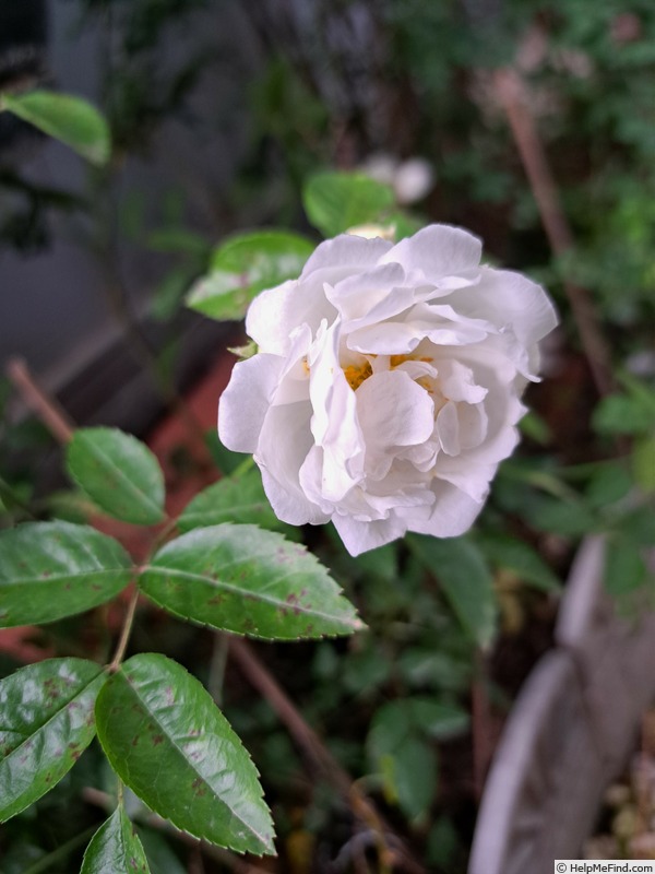 'Yvonne Rabier' rose, click to enlarge 'Yvonne Rabier' rose photo