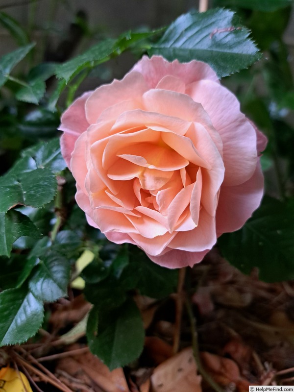 'Marie Curie ® (floribunda, Meilland 1997)' rose photo