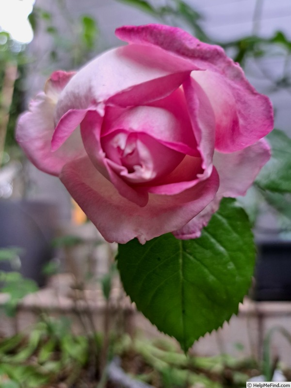'Thierry Marx ®' rose, click to enlarge 'Thierry Marx ®' rose photo