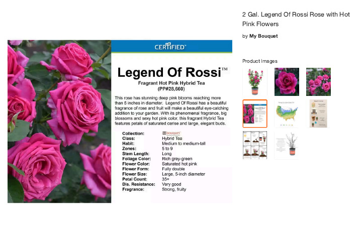 'Legend of Rossi ™' rose photo