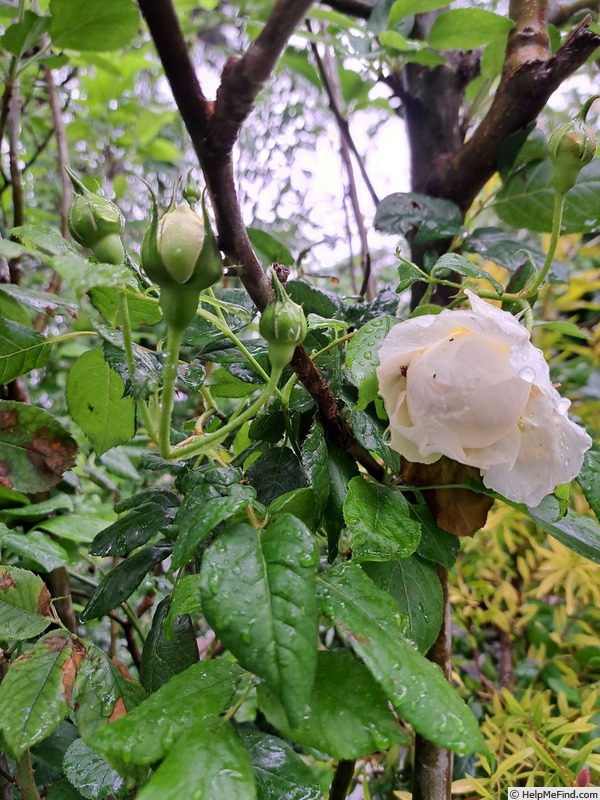 'Claire Austin' rose photo