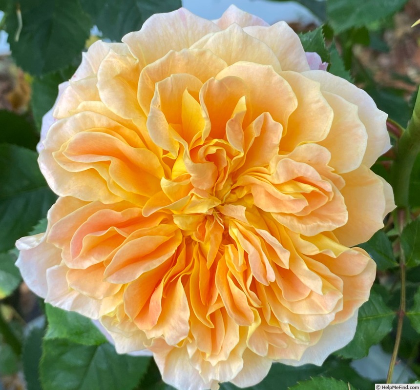 'The Impressionist ™ (shrub, Clements 2000)' rose, click to enlarge 'The Impressionist ™ (shrub, Clements 2000)' rose photo