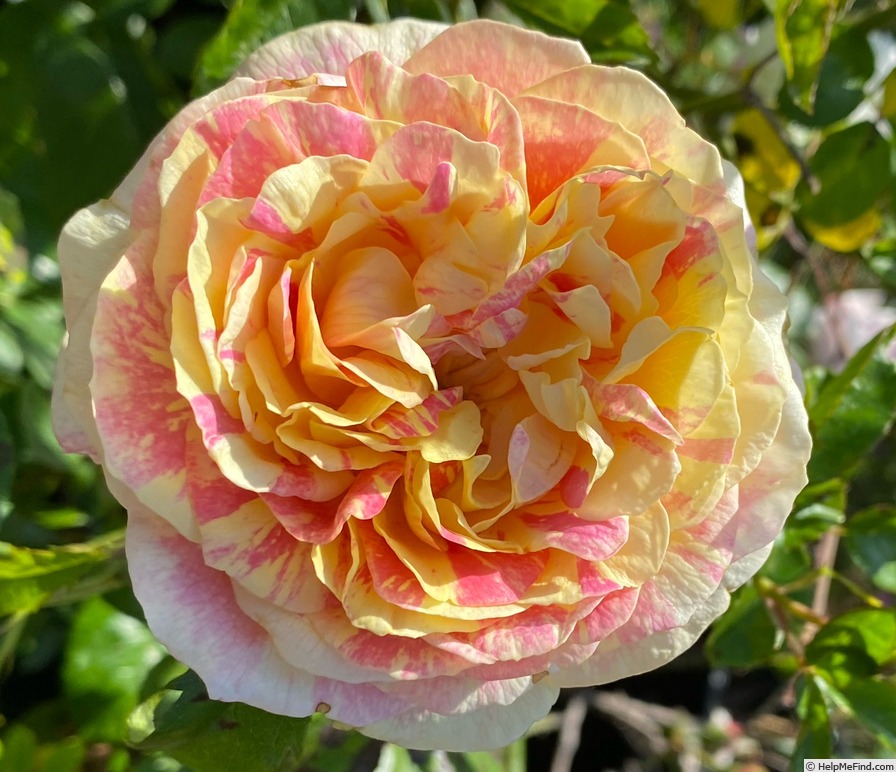 'Pop Art' rose photo