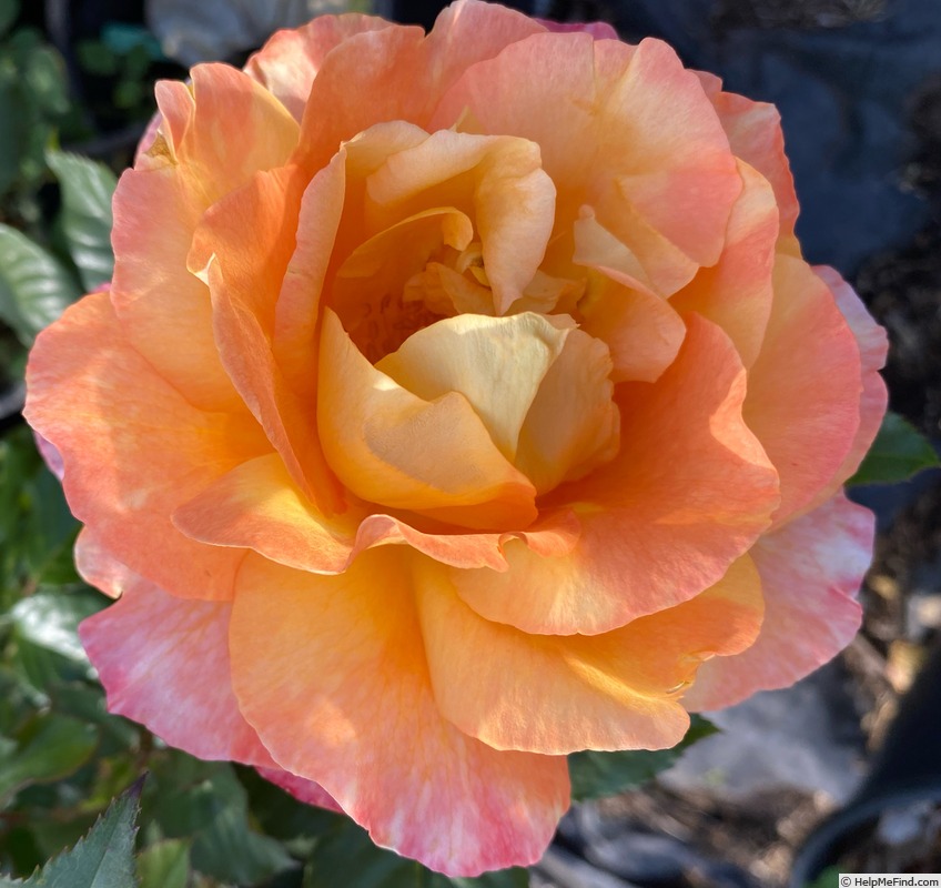 'Maui Sunrise' rose photo