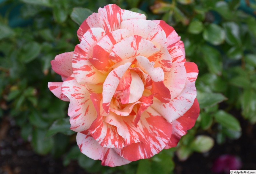 'Alfred Sisley ™' rose photo