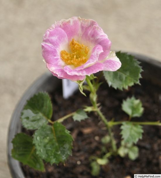 'WALbridii' rose photo