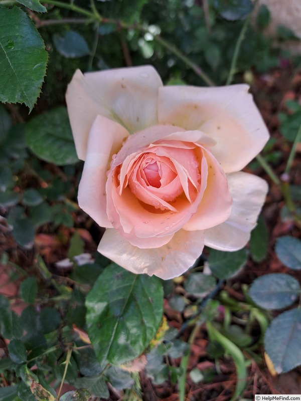 'Anahe ®' rose photo