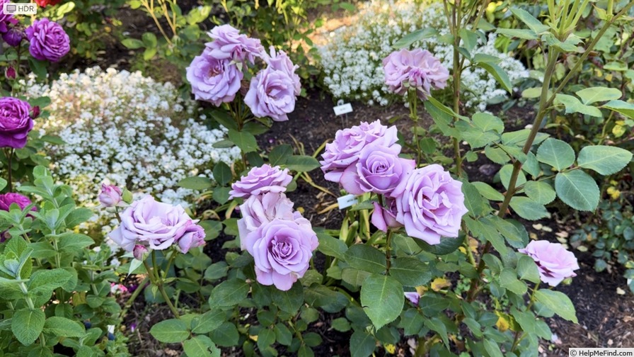 'Lila Vidri' rose photo