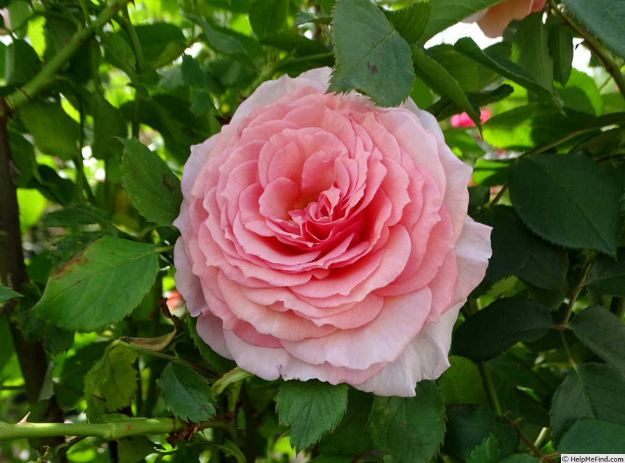 'James Galway' rose, click to enlarge 'James Galway' rose photo