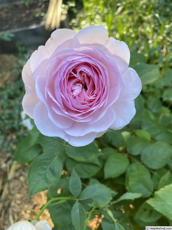 'Olivia Austin' rose photo