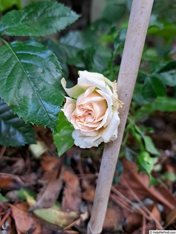 'Avalanche Abricot ®' rose photo