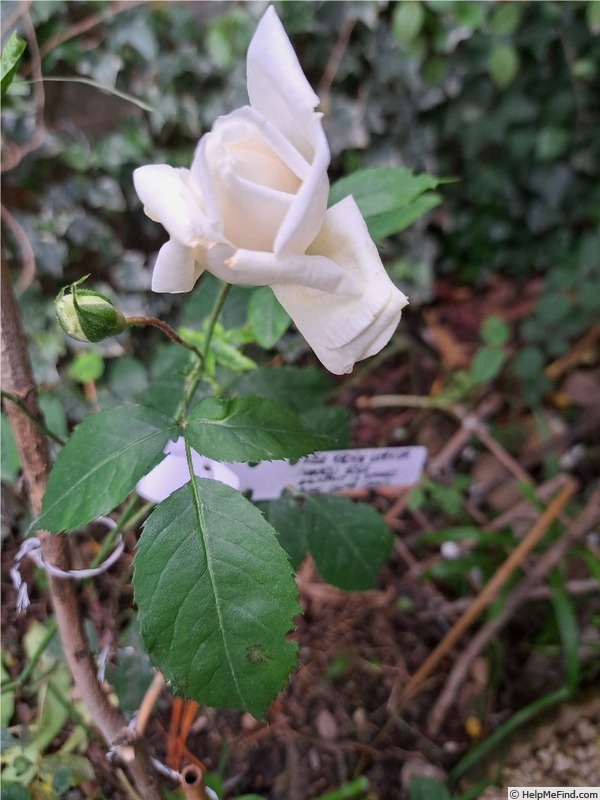 'Ilse Krohn Superior' rose, click to enlarge 'Ilse Krohn Superior' rose photo