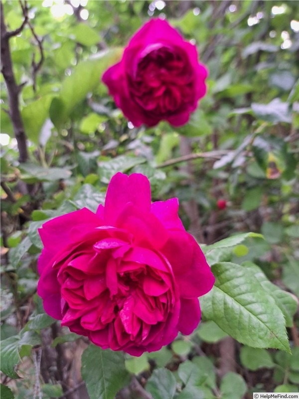 'Young Lycidas' rose photo