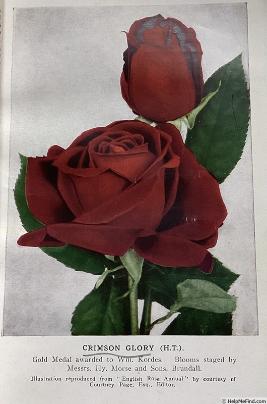 'Crimson Glory (hybrid tea, Kordes 1935)' rose photo