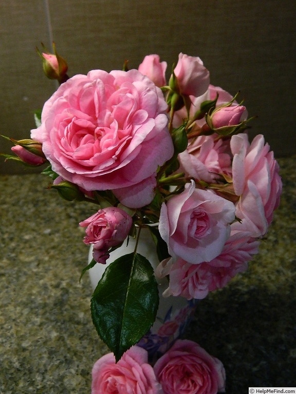 'Anne Belovich' rose photo