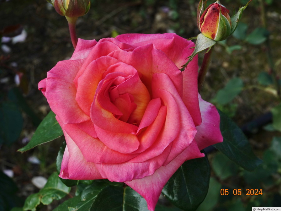 'Sunrise (hybrid tea, Adam 2010)' rose photo