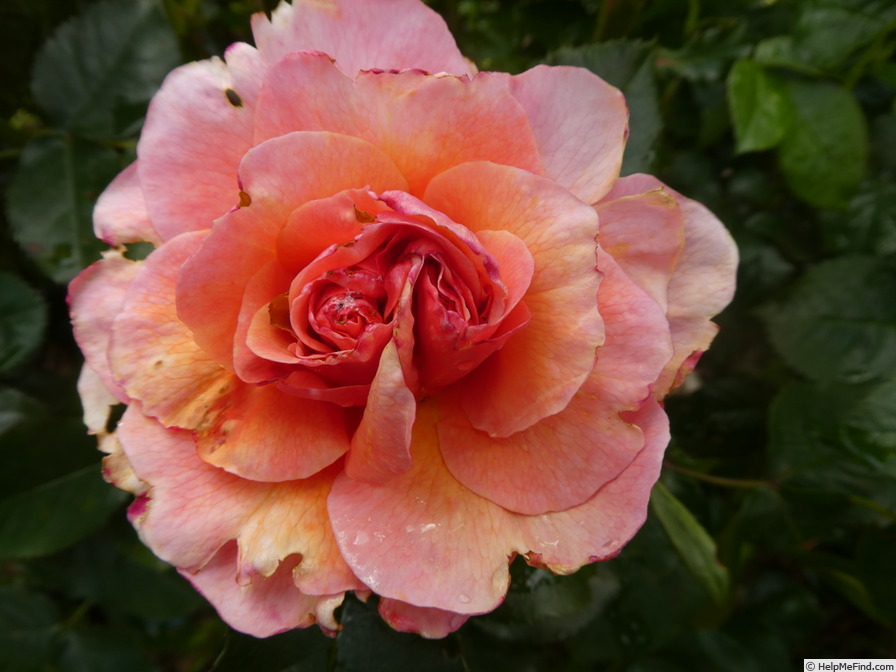 'Marie Curie ® (floribunda, Meilland 1997)' rose photo