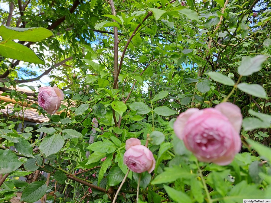 'The Mill On The Floss' rose photo