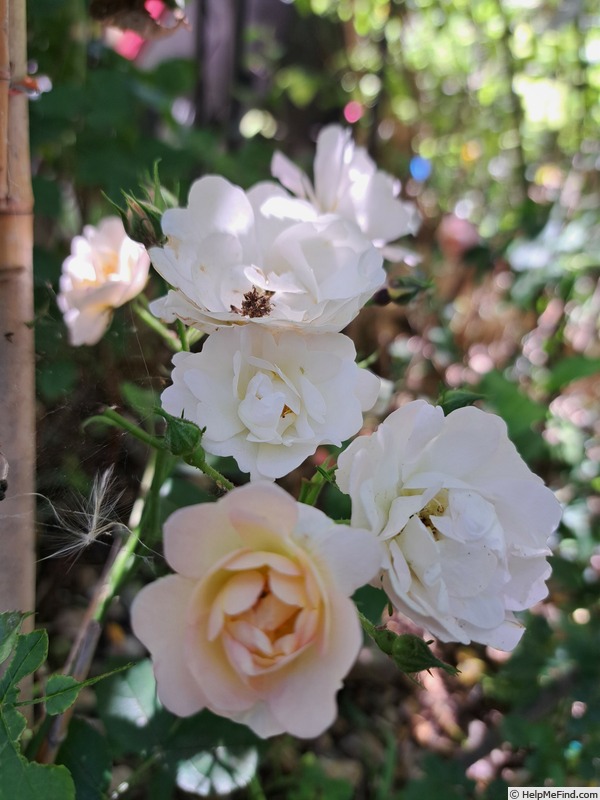 'La Grande Motte' rose photo