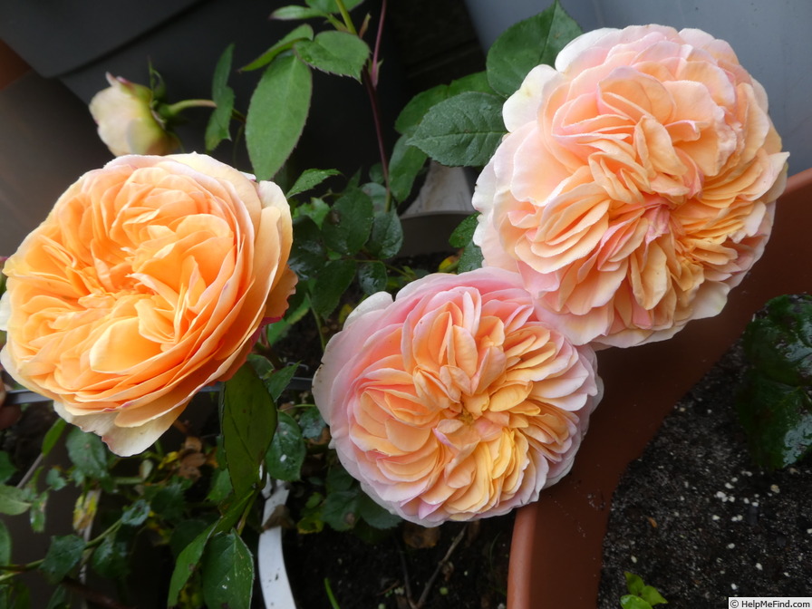 'Spotlight ® (floribunda, Proll/Kordes 2010/23)' rose photo