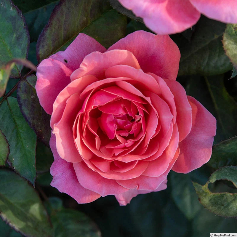 'Miss Manners™' rose photo