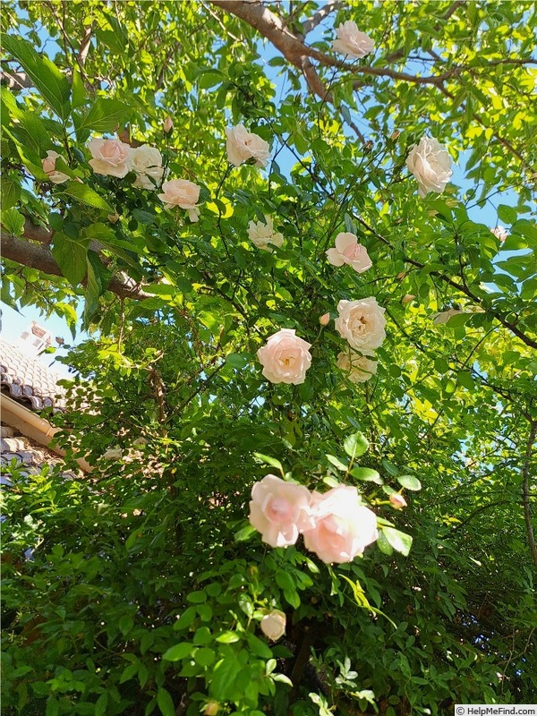 'New Dawn (large flowered climber, Dreer 1930)' rose photo