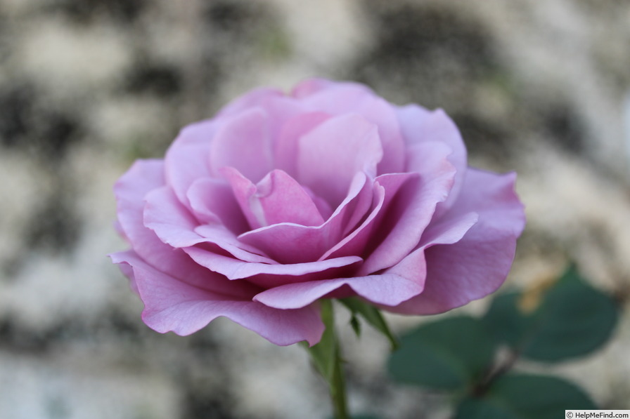 '08-22-01' rose photo