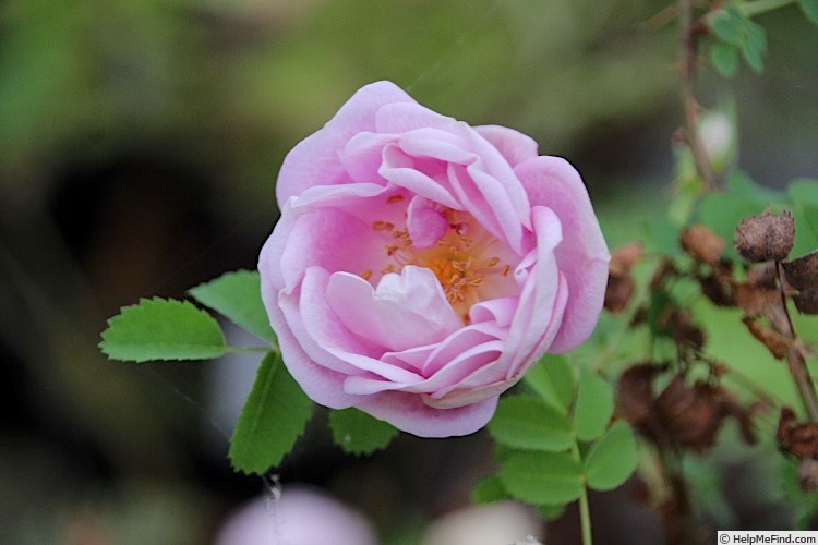 'Cedric Morris (hybrid spinosissima)' rose photo