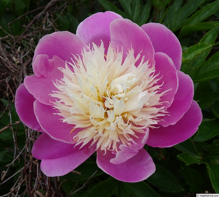 'P. lactiflora 'Bowl of Beauty'' peony, click to enlarge 'P. lactiflora 'Bowl of Beauty'' peony photo