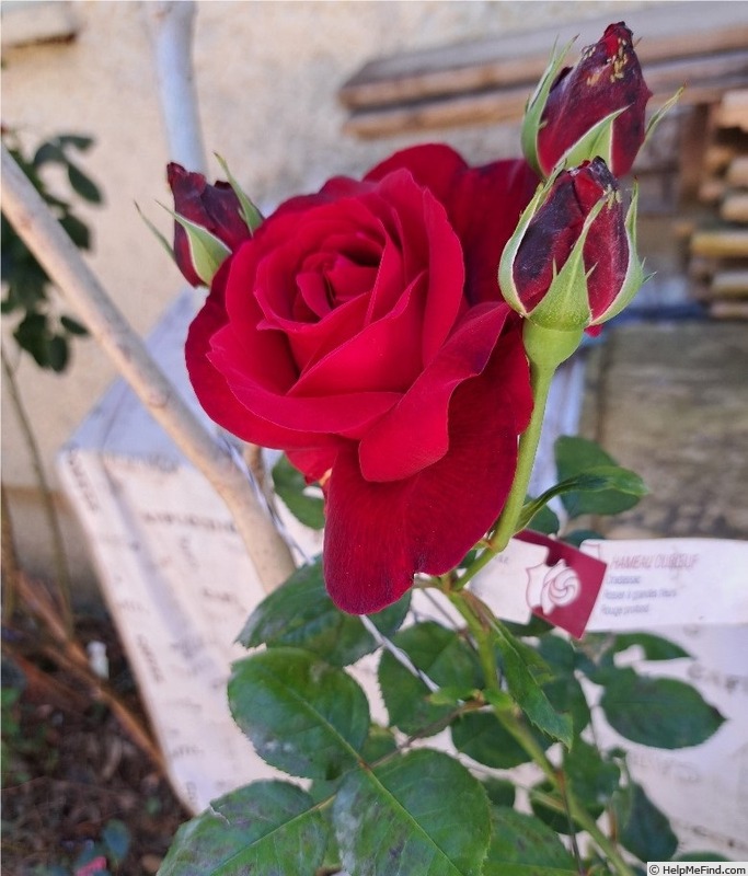 'Hameau Duboeuf ®' rose photo