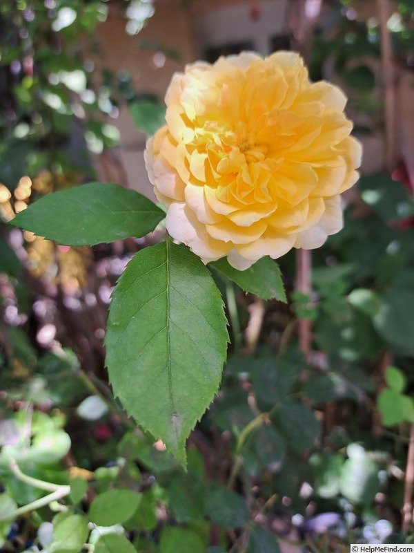 'Molineux' rose, click to enlarge 'Molineux' rose photo