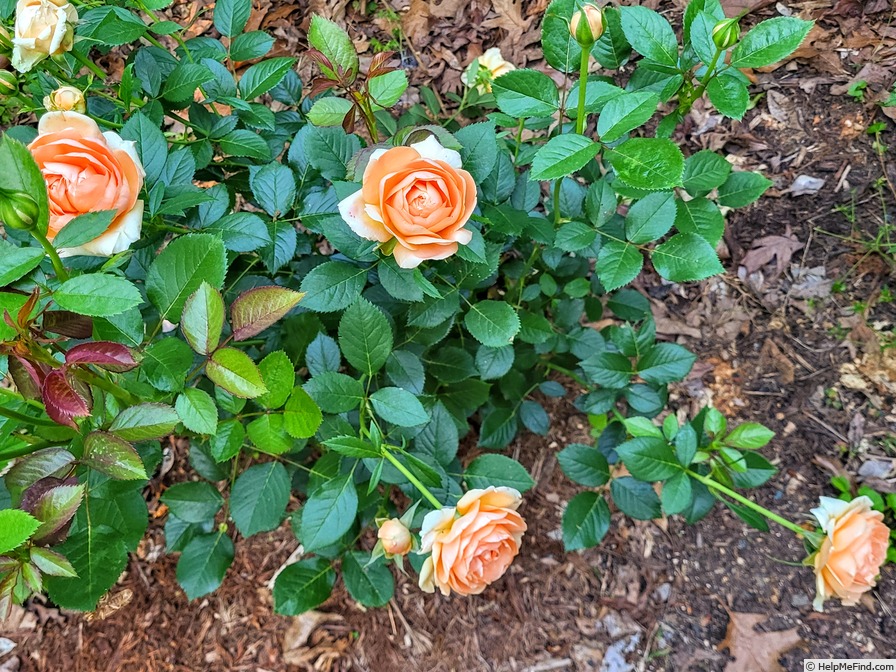 'Double Ambre' rose photo