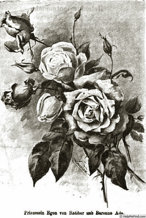 'Baronne Ada' rose photo