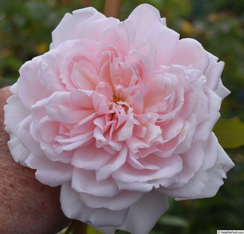'Souvenir du Président Carnot' rose, click to enlarge 'Souvenir du Président Carnot' rose photo