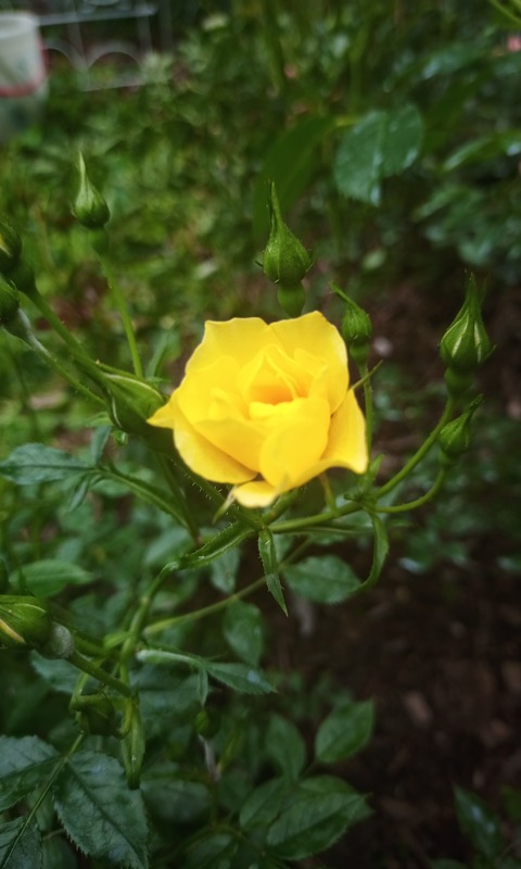 'Lemon Splash!' rose photo