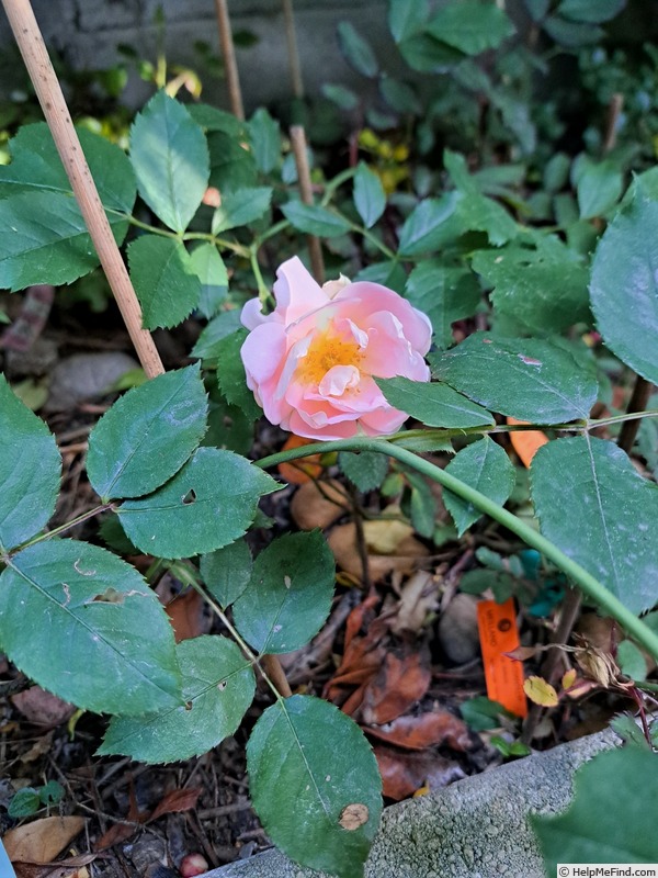 'Pink Chantilly ®' rose photo