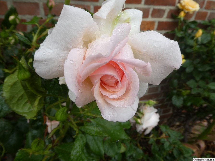 'Chandos Beauty' rose photo