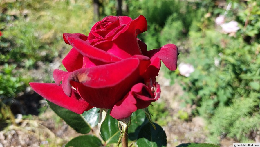 'Valentino ®' rose photo