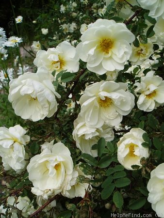 '<i>Rosa pimpinellifolia</i> 'plena'' rose photo