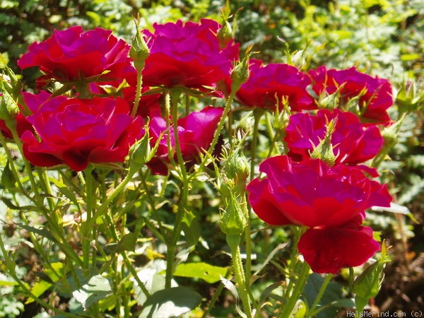 'H.C. Andersen' rose photo